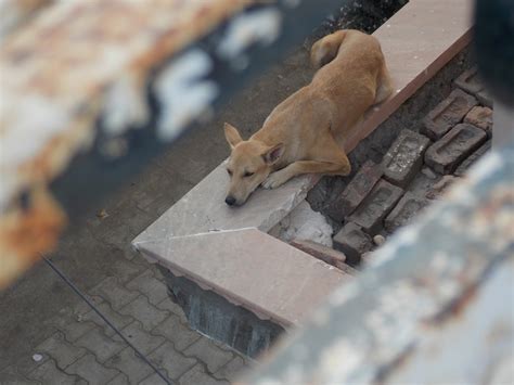 dog sex in india